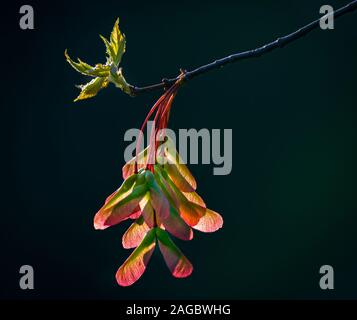 Reifen Samen (samaras genannt) und neue Blätter der roten Ahorn (Acer rubrum) im Frühjahr in Virginia. Stockfoto