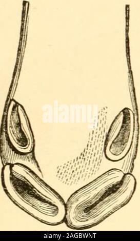 . Das Pferd: seine Sorten und Management in der Gesundheit und in der Krankheit. die Zähne. Das Fohlen, bei seiner Geburt, ist in der Regel ohne Zähne in: Dieschrauben des Mundes, und hat nur zwei Mühlen auf jedem sidein jede Backe (Abb. 2). Am Ende von ein paar Tagen die twomiddle fore-Zähne, ox Zangen, machen ihr Aussehen. Im Laufe des ersten Monats einen dritten Grinder selbst zeigt, und in vier Monaten mehr zu den nächsten zwei Vorder- Zähne alsoemerge; innerhalb von sechs und eine Hälfte oder acht Monate die sideincisives oder Ecke Zähne, zeigen und auch eine vierte Schleifer. Zu dieser Zeit die erste Gebiss ist abgeschlossen. Die 8 Frühe Geschichte und Stockfoto