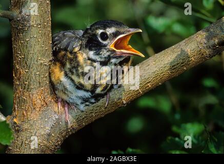 Junge amerikanische Robin (Turdus migratorius) keuchend sich abkühlen, während die heiße Sonne ausgesetzt. Stockfoto