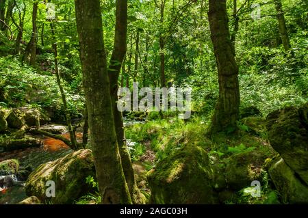 Sonnenlicht, das durch die Bäume von Burbage Bach in Padley Schlucht in der Nähe von Grindleford, Peak District Stockfoto