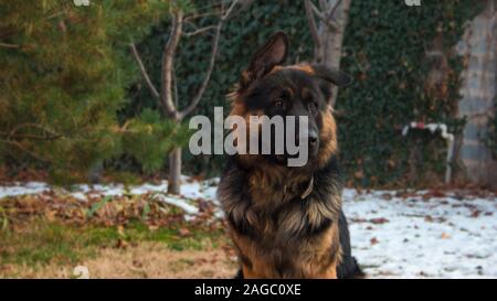 Einsamer trauriger deutscher Schäferhund auf dem schneebedeckten Gras sitzend In einem Park neben Tannen Stockfoto