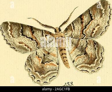 . Sammlung europäischer Schmetterlinge, errichtet von Jakob Hner in Augsburg. Stockfoto