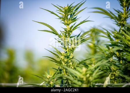 Marihuana Pflanze, die Groß und gesund, Cambridge, Maryland, USA Stockfoto