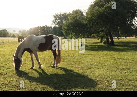 Pinto Pferd mit weißen und braunen Flecken Beweidung auf die Wiese, im Morgenlicht, in einem deutschen Bauernhof, in der Nähe von Schwäbisch Hall, Deutschland. Rustikale frühling landschaft Stockfoto