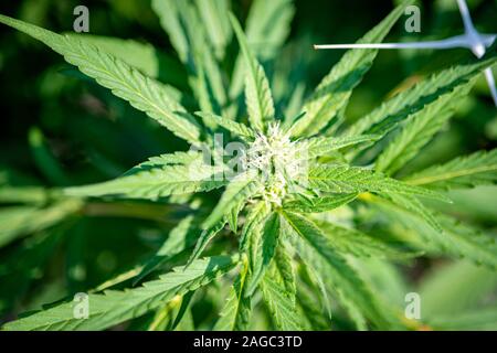 Marihuana Pflanze, die Groß und gesund, Cambridge, Maryland, USA Stockfoto