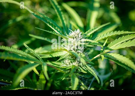 Marihuana Pflanze, die Groß und gesund, Cambridge, Maryland, USA Stockfoto