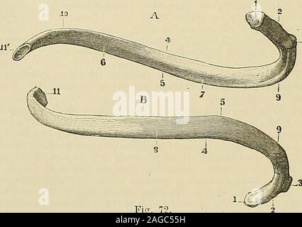 . "Traité d'anatomie humaine: beschreibende Anatomie, Histologie, Développement. ilages situésau-dessus, konstituierende Les fausses Côtes proprement dites; Les onzième et douzièmecôtes, qui restent libres et indépendantes dans toute Leur étendue, sind appeléescôtes flottantes. Ces Divisionen classiques, consacrées par lusage, nont absolumentaucune Bedeutung. En Morphologie générale, chacun des Arcs costaux qui relient la Colonne essentiellement dorsaleau Brustbein se Compose de deux Portionen: 1° une Teil pos-térieure ou osseuse, dépendant de la Colonne vertébrale, cest La Côte osseuse, lacôte pro Stockfoto