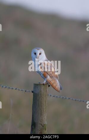 Schleiereule Tyto Alba nach thront auf einem Zaunpfosten, Cambridgeshire, UK, Dezember Stockfoto