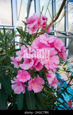 Üppige Cluster von rosa Oleander Blumen. Vertikale Foto. Stockfoto