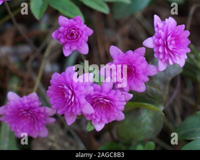 Schönen Frühling rosa gefüllte Blüte close-up Rubra Plena. Garten Rosa hepatics Anemone hepatica (gemeinsame Leberblümchen, Kommunalanleihen, kidneywort, Pennywort) Stockfoto