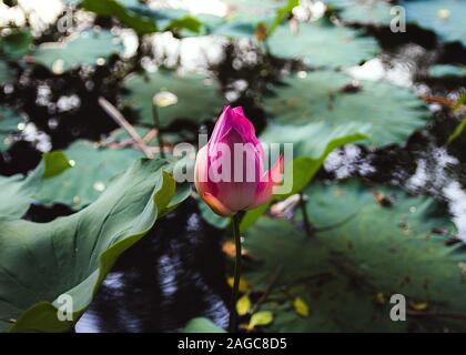 Nahaufnahme einer rosa Rose mit grünen Blättern Der unscharfe Hintergrund Stockfoto