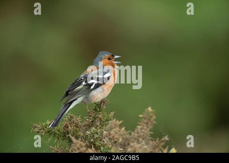 Buchfink Fringilla coelebs erwachsenen männlichen Vogel singen von oben auf eine ginster Bush Minsmere, RSPB Nature Reserve, Suffolk, Großbritannien, Juni Stockfoto