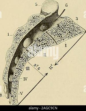 . "Traité d'anatomie humaine: beschreibende Anatomie, Histologie, Développement en arrière et Finale- se transforme en une simple gouttière. - de chaque côté du Canal Sacré, partentquatre Conduits transversaux, simples à leurorigine, Mais se bifurquant Presque immédia - tement, gießen Sie aboutir à la fois aux trous sacrésantérieurs et aux trous sacrés postérieurs. - Dans le canal Lui-Même, chacun de ces Con-duits, Véritable trou de conjugaison, est séparédu Conduit voisin par une colonnette osseuseà Richtung antéro - postérieure, qui rappelle lespédicules des vraies vertèbres. - Dans le canalsacré se Stockfoto