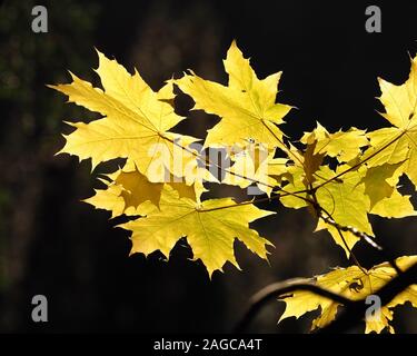 Hintergrundbeleuchtung Sycamore Blätter in goldenen Farben des Herbstes. Tipperary, Irland Stockfoto