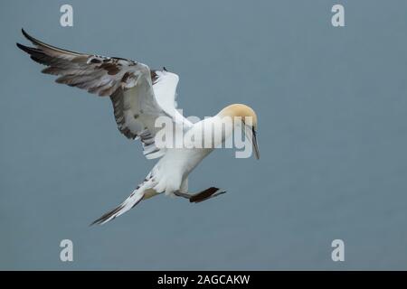 Gannett Morus bassanus erwachsenen Vogel ins Land kommen, RSPB Bempton Cliffs Nature Reserve, Yorkshire, Großbritannien, Juni Stockfoto