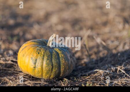 Single Kürbis auf dem Feld bereit für die Ernte im Oktober Stockfoto