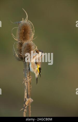 Stieglitz Carduelis carduelis erwachsenen Vogel füttern auf eine karde Samen Kopf, RSPB Frampton marsh Nature Reserve, Lincolnshire, Großbritannien, Oktober Stockfoto