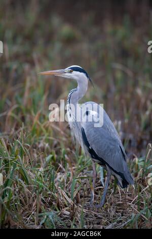 Graureiher Ardea cinerea erwachsenen Vogel in einem Reed Bett, RSPB Strumpshaw fen Naturschutzgebiet, Norfolk, UK, Januar Stockfoto