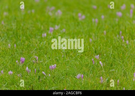 Eine Gruppe von Herbst crocusses (Colchicum autumnale) in einer grünen Gras Wiese Stockfoto