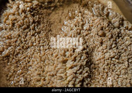 In der Nähe von rohem Rindfleisch Magen. Spülen der Magen vor dem Kochen. Textur von Pure Green Rindfleisch Magen. Full Frame. Stockfoto