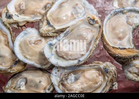 Rohe Austern serviert auf der Hälfte der Schale, Chesapeake Beach, Maryland, USA Stockfoto