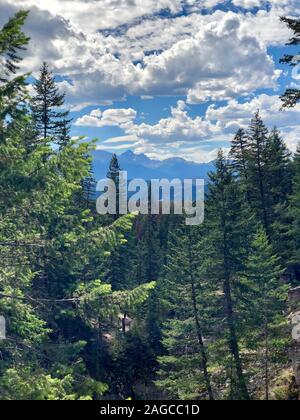 Vertikale Aufnahme eines schönen Waldes mit viel Tannenbäume unter dem wolkigen Himmel Stockfoto