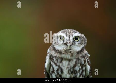 Steinkauz Athene noctua erwachsenen Vogel Leiter Porträt, Schottland, Großbritannien, Oktober - Captive Stockfoto