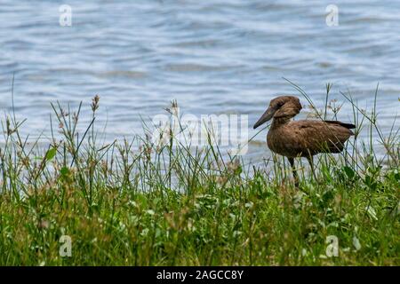 Hamerkop (Scopus umbretta) Wandern am Ufer des Lake Victoria, Entebbe, Uganda Stockfoto