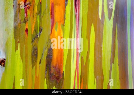 Schöne Nahaufnahme Makro Foto von der Rinde eines Regenbogens Eukalyptus Gum Tree. Stockfoto