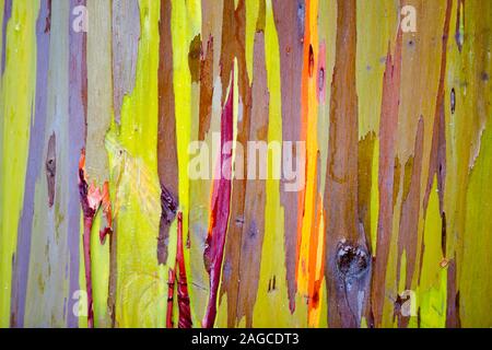 Schöne Nahaufnahme Makro Foto von der Rinde eines Regenbogens Eukalyptus Gum Tree. Stockfoto
