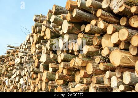 Ein Haufen frisch geschnitten oder gesägt Tree Protokolle vor blauem Himmel Stockfoto