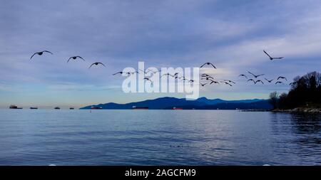 An einem kalten Dezember Morgen, eine Menge der kanadischen Gänse Fliegen nach Westen entlang der Strand an der English Bay in Vancouver, British Columbia, Kanada Stockfoto