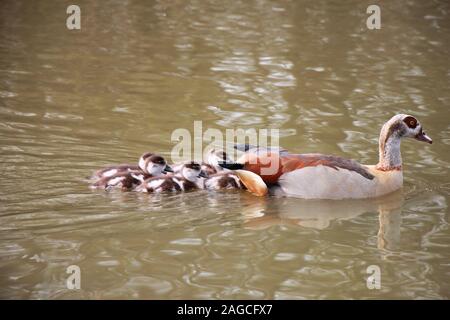 Nilgans (Alopochen Aegyptiaca) Familie, Mutter mit gänschen in einem englischen Park. Stockfoto