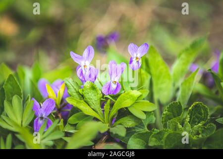 Schönen Frühling violetten Blüten Viola Odorata auf Bokeh Hintergrund in sonnigen Frühlingstagen Wald unter Sonnenstrahlen. Urlaub Ostern, Valentinstag, Mütter Tag pictu Stockfoto