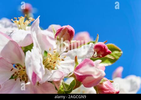 Makro von rosa weiß apple blossom Blumen mit detaillierten gelbe Staubgefäße und Stempel gegen eine gesättigte blue sky als Kopie Raum Stockfoto