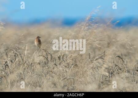 Das Braunkehlchen (Saxicola rubetra) Weibchen auf ein Ohr von Weizen unter den Getreidefeldern sitzend mit einem blauen Himmel im Hintergrund, Polen Stockfoto