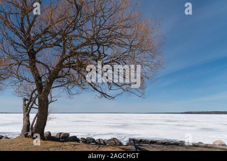 Im späten Winter Landschaft entlang der Küstenlinie von Clear Lake, an Wasagaming, in Riding Mountain National Park, Manitoba Stockfoto