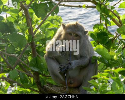 Ein macaque Affen kaut auf Besucher Brille bei uluwatu Tempel Stockfoto