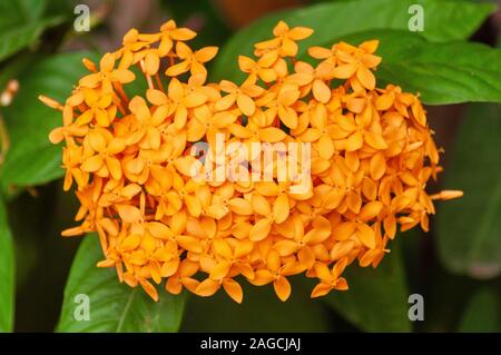 Selektive Nahaufnahme einer gelben Asclepias curassavica, die wächst Mitten in einem Wald Stockfoto