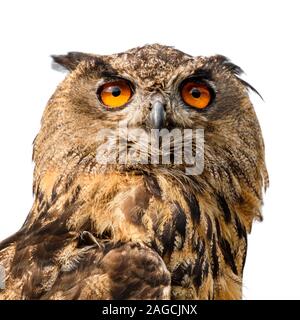 Schöne Uhu portrait. Stockfoto