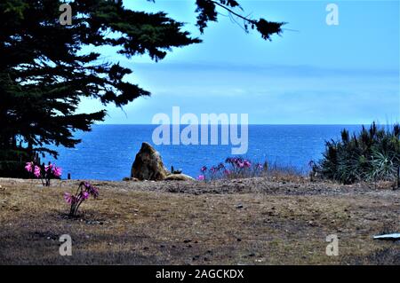 Schöne Low-Angle-Aufnahme des Strandes mit verschiedenen Arten Von Pflanzen unter dem klaren Himmel Stockfoto