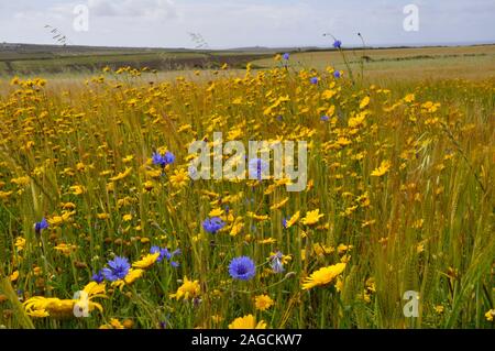 Mais Ringelblumen und blauen Kornblumen auf dem Rand eines Feldes über dem Meer in der Nähe von Lands End in West Penwith Cornwall, Großbritannien Stockfoto