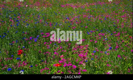 Bereich der Wildblumen, Quebec, Kanada Stockfoto