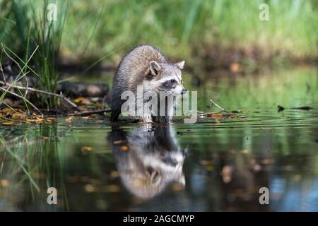 Waschbär (Procyon Lotor) wads durch Wasser, Louisiana, USA Stockfoto