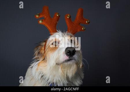 Scruffy Hund mit grossen braunen Augen in Rentier Partei hat Stockfoto