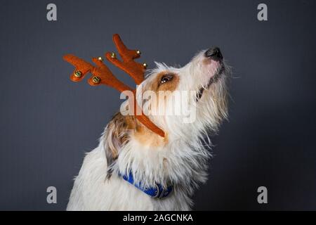 Scruffy Hund mit grossen braunen Augen in Rentier Partei hat Stockfoto