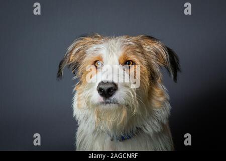 Scruffy Hund mit grossen braunen Augen auf grauem Hintergrund Stockfoto