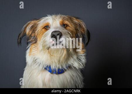 Scruffy Hund mit grossen braunen Augen auf grauem Hintergrund Stockfoto