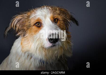 Scruffy Hund mit grossen braunen Augen auf grauem Hintergrund Stockfoto