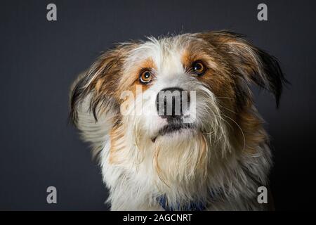 Scruffy Hund mit grossen braunen Augen auf grauem Hintergrund Stockfoto